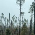 A few trees remain standing among an area with snapped off pines.