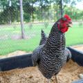 A black and white chicken stands in a black container inside an enclosure.