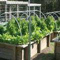 Plants grow from wooden boxes that have an overhead, curved pipe system.