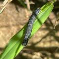 A single caterpillar rests on a blade of grass.