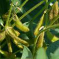 Soybeans in a field.