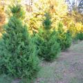 Choose-and-cut Christmas trees in a field