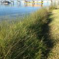 Tall grass protects water from invading dry land.