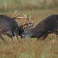 Two male deer locking horns