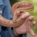 A hand holds a brown snake.