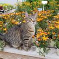 A cat sits on a bench in front of flowering, potted plants.