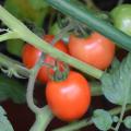 Three red tomatoes grow on a plant with green tomatoes.