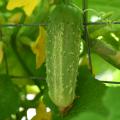 A single, green cucumber hangs on a vine.