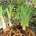 A clump of plants has trimmed tops and exposed roots.