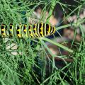 A large, striped butterfly rests on a green plant.