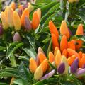 Small orange, purple and yellow fruit point upward from green plant.