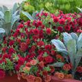 Bluish-green, upright leaves are interspersed with a mound of red flowers.