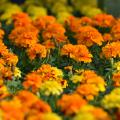 Dozens of yellow and orange blooms form a solid blanket.