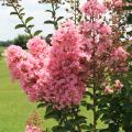 Small pink flower clusters bloom at the end of branches.