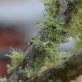 Fuzzy green patches grow on a branch.