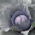 A head of cabbage grows in a garden.