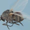 Adult black fly