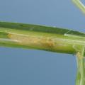 A white larva can be seen inside a peeled back grass stem.