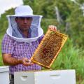 A man displays a frame from a honeybee hive box.