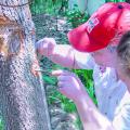 A man uses small tools to work on a tree.