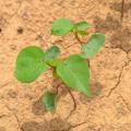 A cotton plant in a field.