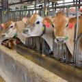  Brown cows are lined up in stalls.