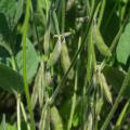 Soybeans in a field