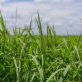 Rice in a field