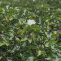 A white flower blooms on top of a cotton plant setting bolls.