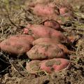 A close-up photo of a pile of sweet potatoes.