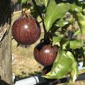 Passion fruit grown on a vine.