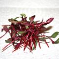 Tiny, red plant sprouts have been cut and placed in a pile.