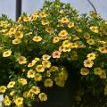 Yellow flowers cover a hanging basket.
