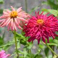 Two pink blooms have ruffled petals.