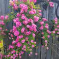 A cluster of pink blooms leaning against a wooden fence.