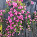 A cluster of pink blooms leaning against a wooden fence.