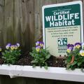 A sign sits behind a row of small plants.