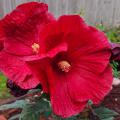 Two large, red flowers bloom on a plant.