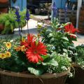 A container has big red blooms along with yellow and purple flowers.