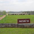 Distant cows graze in a fenced pasture.