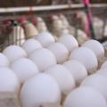 White eggs are pictured in a carton with chickens in the background.