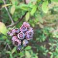 Alt Text: Close-up of freeze-damaged blueberries