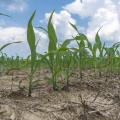 Small corn plants grow in a field.