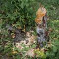 Wood chips lie at the base of a tree stump that has been chewed into a point.