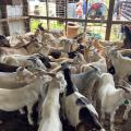 A group of goats stands in a temporary holding area in a barn.