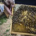 A hand holds a bee hive frame with bees on it