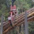 Felled trees are grasped by logging equipment in mid-air.