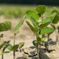 Young soybean plants emerge.
