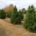 Christmas trees of various sizes stand at Worthey Tree Farm in Amory, Mississippi.