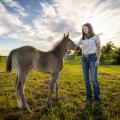 A woman stands in a field with a colt.